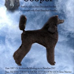 Boy 1 - Poodle puppy in Vancouver, Washington from Urban Hero Poodles