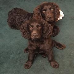 Boykin Spaniels from Kettle Branch Kennels