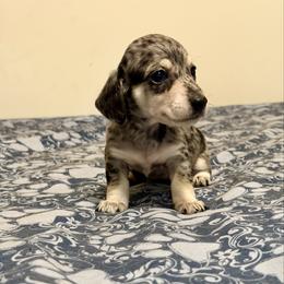 Boy 2 - Dapple male Dachshund puppy in Jacksonville, Florida from Little Lords & Ladies Dachshunds