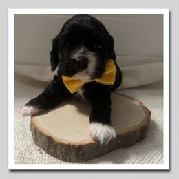 Yellow Collar - Black and white male Cocker Spaniel puppy in Texarkana, Texas from K&M Cocker Spaniels