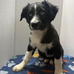 Bob - Black & white male Australian Shepherd puppy in Crestline, Ohio from High Desert Aussies