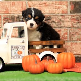 Australian Shepherd puppies from Monarch Australian Shepherds