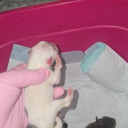 Boy 2 - Blue parti male Pomeranian puppy in Angleton, Texas from Pomeranian Palace, LLC