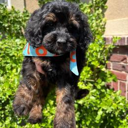 Batman - Phantom male Bernedoodle puppy in Herriman, Utah from Gypsi Doodles & Poodles LLC.