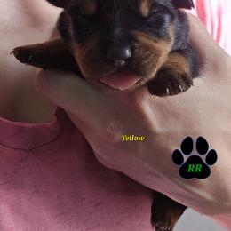 Yellow - Black and mahogany female Rottweiler puppy in Tangent, Oregon from Raya's Royals