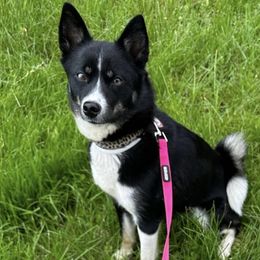 Bella - Pomsky