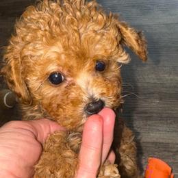 Pixie - Red  female Poodle puppy in Cedar Springs, Michigan from Pridespoodles