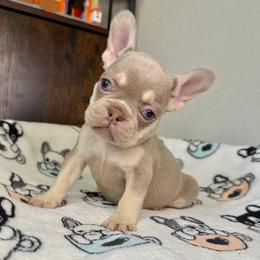 Ivy - Tricolors female French Bulldog puppy in Colorado Springs, Colorado from Sun Mountain Frenchies