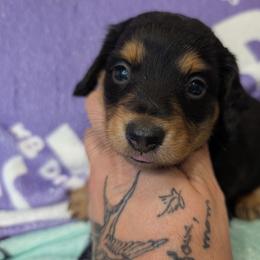 Toby - Black and tan male Dachshund puppy in Barnard, Missouri from KB Doxies