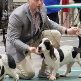 Breezy - Basset Hound