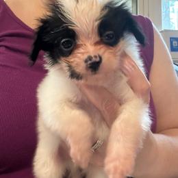 Flame - White and black male Papillon puppy in Houston, Texas from Mikanon Norwegian Elkhounds & Papillons