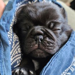 Pug Puppies from A Grumble of Love Kennels