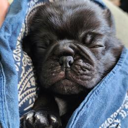Pug Puppies from A Grumble of Love Kennels