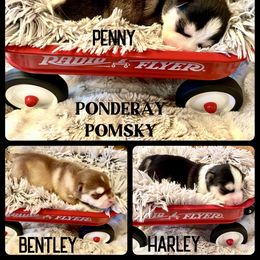 Pomsky Puppies from Ponderay Pomsky