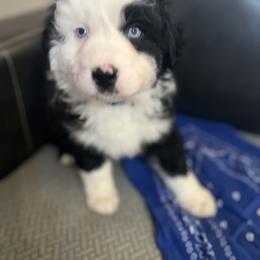Aussiedoodle and Australian Shepherd Puppies from Queen Bee Aussies