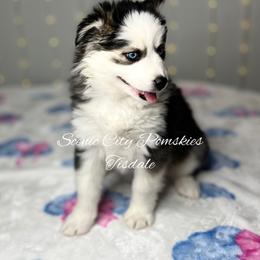 Tisdale - Black and white female Pomsky puppy in Rossville, Georgia from Scenic City Pomskies
