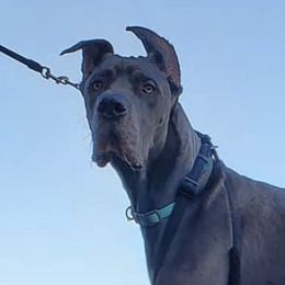 Great Danes from Karla's Great Danes