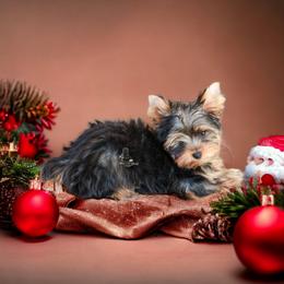 Yorkshire Terrier Puppies from Essence of Grace Yorkies
