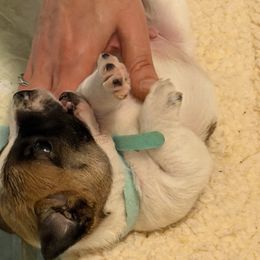 Boy 3 - Tri-color male Jack Russell Terrier puppy in Berthoud, Colorado from Shelby Burleson's Golden Retrievers and Jack Russell Terriers