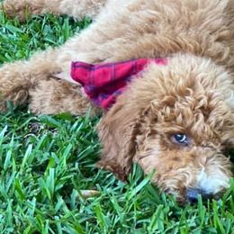 Goldendoodles from Southern Bred Doodles