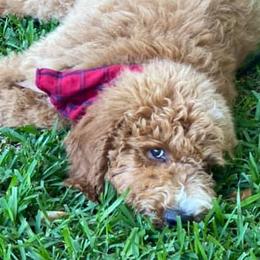 Goldendoodles from Southern Bred Doodles