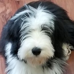 Bearded Collies from McCrystal Beardies