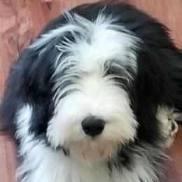 Bearded Collies from McCrystal Beardies
