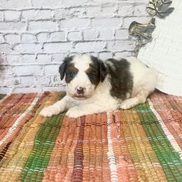 Stone - Merle male Bernedoodle puppy in Moulton, Iowa from Shondel Puppy Paws