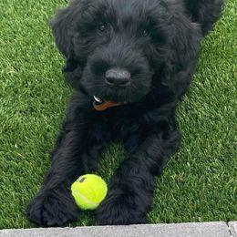 Giant Schnauzer Puppies from Olympian Giant Schnauzers