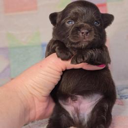 Christopher Robin - Chocolate and white male Chihuahua puppy in West New York, New Jersey from Pixie’s Magical Puppies