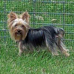 Pheonix - Yorkshire Terrier