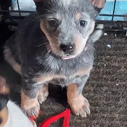Australian Cattle Dog All Grown Up from Woodin Farms