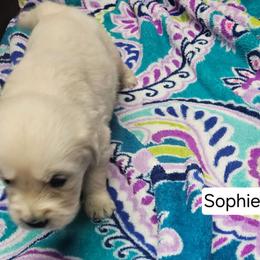 Sophie Girl 6 - Light golden female Golden Retriever puppy in Niles, Michigan from Composer Goldens