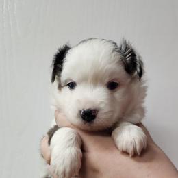 Mastiff and Toy Australian Shepherd Puppies from Mountain Mama Mastiffs and Tailspin Toy Aussies