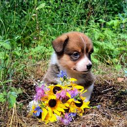 Sybil Ludington - Sable female American Corgi puppy in Gouverneur, New York from St. Lawrence Corgis