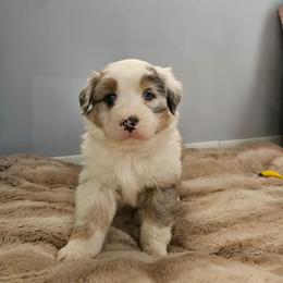 Bluey - Blue merle male Australian Shepherd puppy in Millwood, Missouri from Small Town Australian Shepherds