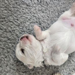 Maltese Puppies from Arizona Maltese Gems