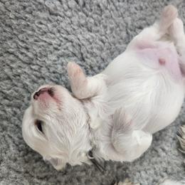 Maltese Puppies from Arizona Maltese Gems