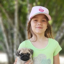 Golden Retriever and Pug Puppies from Ebert Pugs