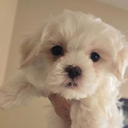Valentino - White male Maltese puppy in Jacksonville, North Carolina from Grantham Maltese