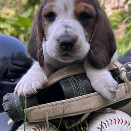 Baby purple - Black brown and white female Basset Hound puppy in Meyersdale, Pennsylvania from Susan's Basset Hounds