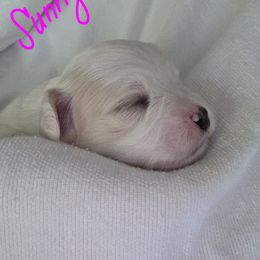 Maltipoo Puppies from Missy's Little Garden