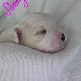 Maltipoo Puppies from Missy's Little Garden