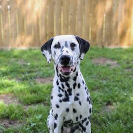 Emmie - Dalmatian
