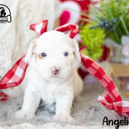 Angelica - Caramel cream female Australian Labradoodle puppy in Tecumseh, Michigan from South Mitten Labradoodles