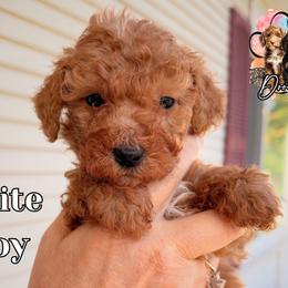 White boy - Red  male Goldendoodle puppy in Enfield, Connecticut from Sweet Connecticut Doodles