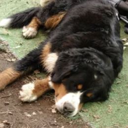 Bernese Mountain Dogs from River Mountain Bernese