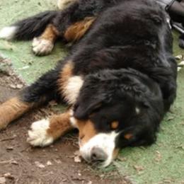 Bernese Mountain Dogs from River Mountain Bernese