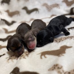 Dachshund puppies from The Holloway Dachshunds