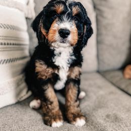 Serrano - Tri-color Bernedoodle puppy in Ammon, Idaho from Little Stone Bernedoodles